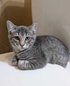 Raina -  Domestic Short Hair and Tabby Cat for Adoption in Westfield, Wisconsin - Raina | PetCurious