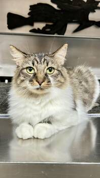 Trixie -  Tabby Cat for Adoption in St. Louis, Missouri - Trixie | PetCurious