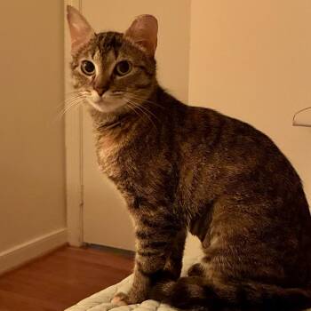 Chowder -  Domestic Short Hair Cat for Adoption in Richmond, Virginia - Chowder | PetCurious