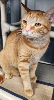 Domestic Short Hair Cats Available for Adoption - Duyezza | PetCurious