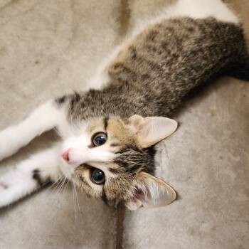 Rescue Domestic Short Hair Cats for Adoption in Cody, Wyoming - Phoenix | PetCurious