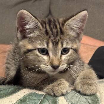 Ethel VanDeusen -  Domestic Short Hair and Tabby Cat for Adoption in Morrison, Colorado - Ethel VanDeusen | PetCurious