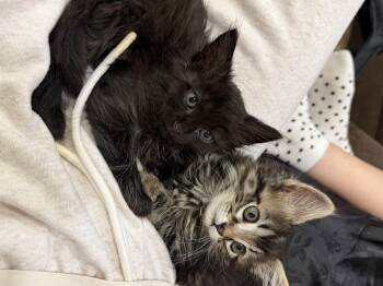 Domestic Medium Hair Cats Available for Adoption in Los Angeles, California - Romeo | PetCurious