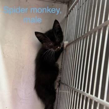 Spider monkey -  American Shorthair Cat for Adoption in Spring Hill, Kansas - Spider Monkey | PetCurious