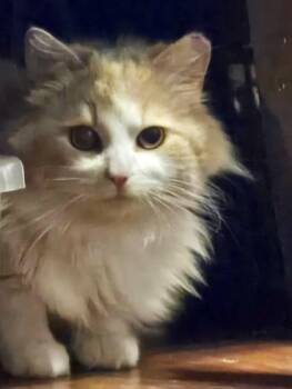 Domestic Long Hair and Tabby Cats Available for Adoption in Vaughan, Ontario - Oliver | PetCurious