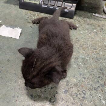 Miroku -  Domestic Short Hair Cat for Adoption in Chico, California - Miroku | PetCurious
