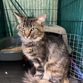 Cole -  Domestic Medium Hair Cat for Adoption in Gardnerville, Nevada - Cole | PetCurious