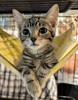 Teddy -  Domestic Short Hair and Tabby Cat for Adoption in Emerald Isle, North Carolina - Teddy | PetCurious