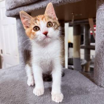 Daisy Crock -  Domestic Short Hair Cat for Adoption in Eagle Mountain, Utah - Daisy Crock | PetCurious