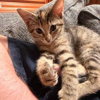 Tory -  Domestic Short Hair Cat for Adoption in Portage, Michigan - Tory | PetCurious