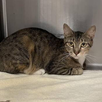 Toffee -  Domestic Short Hair Cat for Adoption in Port Charlotte, Florida - Toffee | PetCurious