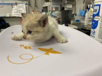 ROSIE - NEEDS A FOSTER -  Domestic Short Hair Cat for Adoption in Ontario, California - ROSIE - NEEDS A FOSTER | PetCurious
