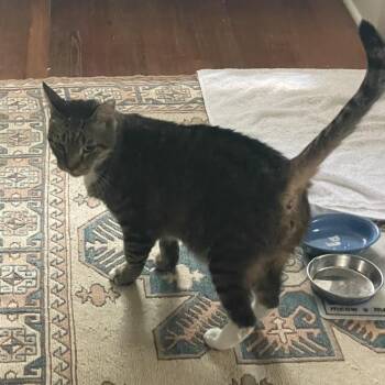 Boots -  Domestic Short Hair Cat for Adoption in San Antonio, Texas - Boots | PetCurious