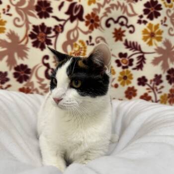 Rescue Domestic Short Hair Cats for Adoption in Riverwoods, Illinois - Snowball | PetCurious