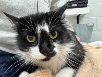 Domestic Long Hair Cats Available for Adoption - GULFSTREAM | PetCurious