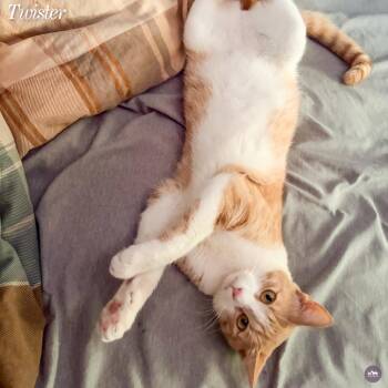 Twister -  Domestic Short Hair Cat for Adoption in Hopkinton, Massachusetts - Twister | PetCurious