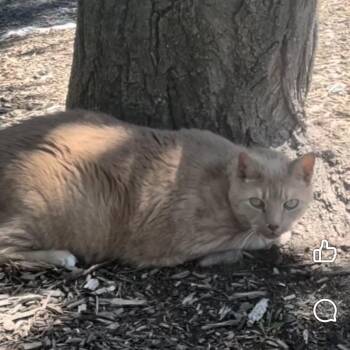 Branch -  Domestic Short Hair Cat for Adoption in Newark, New Jersey - Branch | PetCurious