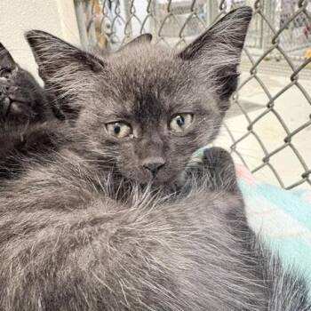 Lana -  Domestic Short Hair Cat for Adoption in New York, New York - Lana | PetCurious