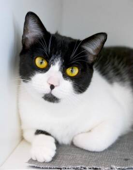 CYNTHIA -  Domestic Short Hair Cat for Adoption in New Bern, North Carolina - CYNTHIA | PetCurious