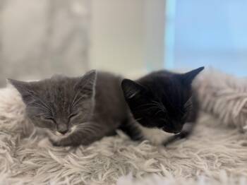 Kaboodle -  Domestic Short Hair Cat for Adoption in Fruit Heights, Utah - Kaboodle | PetCurious