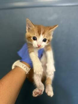 Domestic Medium Hair Cats Available for Adoption in Victorville, California - Saffron | PetCurious