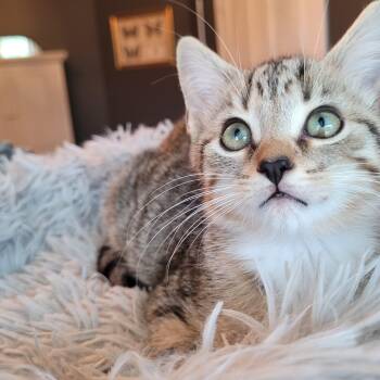 Mittens -  Domestic Short Hair Cat for Adoption in Indianapolis, Indiana - Mittens | PetCurious