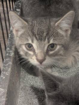 Meatball -  Domestic Short Hair Cat for Adoption in Arthur, Ontario - Meatball | PetCurious