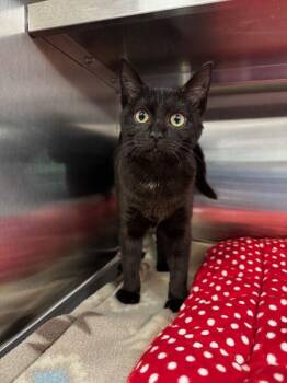 Rescue Domestic Short Hair and Abyssinian Cats for Adoption in Hilton Head Island, South Carolina - Noah | PetCurious