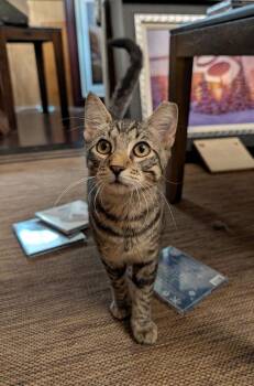Harrington 9444 -  Domestic Short Hair Cat for Adoption in Dallas, Texas - Harrington 9444 | PetCurious