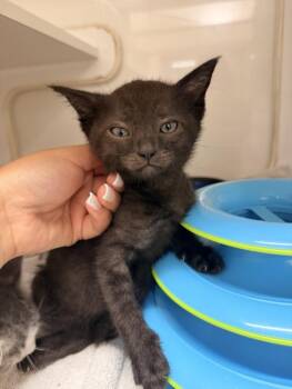 A139921 -  Domestic Short Hair Cat for Adoption in Hayward, California - A139921 | PetCurious