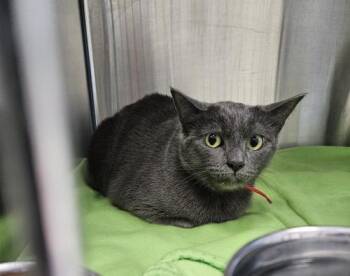 Rescue Domestic Short Hair Cats for Adoption in Webster, Massachusetts - Maleficent | PetCurious