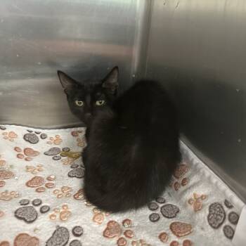 Rescue Domestic Short Hair Cats for Adoption in Port Charlotte, Florida - Spicy | PetCurious