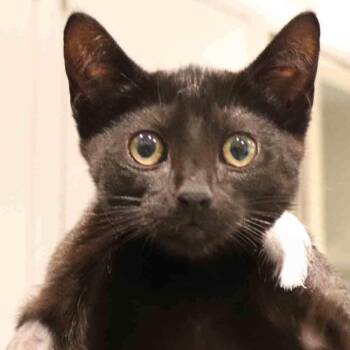 Ditto -  Domestic Short Hair Cat for Adoption in Port Washington, New York - Ditto | PetCurious