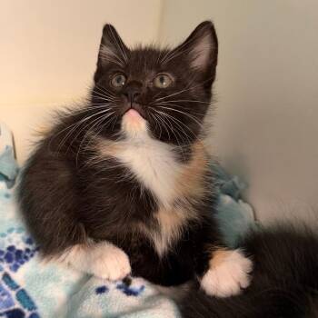 Domestic Short Hair Cats Available for Adoption in Tulsa, Oklahoma - Batting | PetCurious