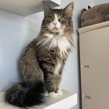 Creme Brulee -  Domestic Medium Hair Cat for Adoption in Salisbury, Massachusetts - Creme Brulee | PetCurious