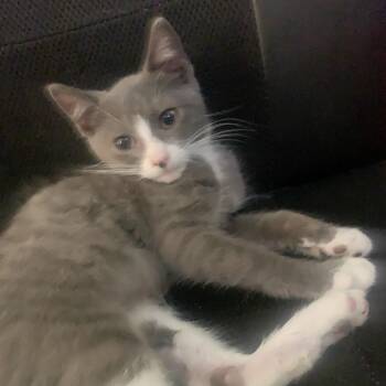 Blue -  Domestic Short Hair Cat for Adoption in Long Beach, California - Blue | PetCurious