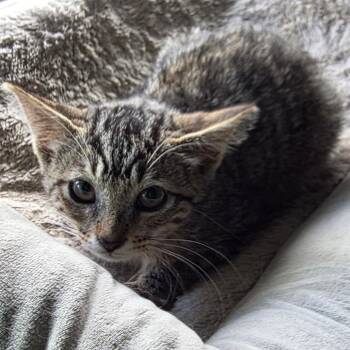 Pennywort -  Domestic Short Hair Cat for Adoption in Long Beach, California - Pennywort | PetCurious