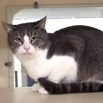 Rescue Domestic Short Hair Cats for Adoption in Prince Frederick, Maryland - Yodel | PetCurious
