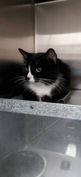 Opal -  Domestic Medium Hair Cat for Adoption in Henderson, North Carolina - Opal | PetCurious