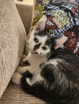 Kowalski -  Domestic Short Hair Cat for Adoption in Kimberlin Heights, Tennessee - Kowalski | PetCurious