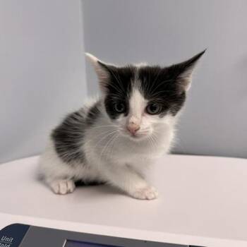 Banshee -  Domestic Short Hair Cat for Adoption in Indianapolis, Indiana - Banshee | PetCurious