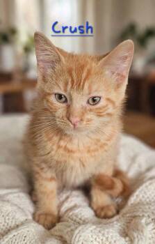 Crush -  Domestic Medium Hair Cat for Adoption in Jim Thorpe, Pennsylvania - Crush | PetCurious
