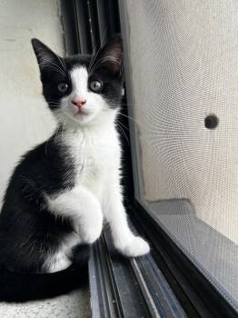 Domestic Short Hair Cats Available for Adoption in Toronto, Ontario - Jacquie | PetCurious