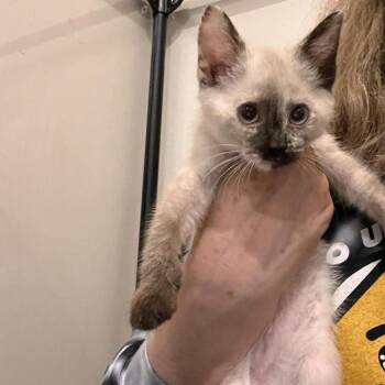 Siamese and Domestic Short Hair Cats Available for Adoption in Candler, North Carolina - Guava | PetCurious