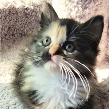 Bethany -  Domestic Medium Hair Cat for Adoption in Cumming, Georgia - Bethany | PetCurious