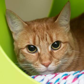Pepper -  Domestic Short Hair Cat for Adoption in Middletown, Rhode Island - Pepper | PetCurious