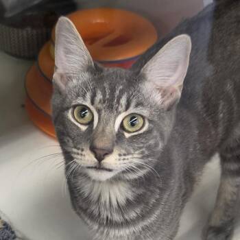 Ash -  Domestic Short Hair Cat for Adoption in Dunellen, New Jersey - Ash | PetCurious