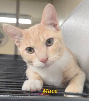 Rescue Domestic Short Hair Cats for Adoption in Cedar Rapids, Iowa - Mace | PetCurious