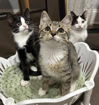 Snap, Crackle & Pop -  Tabby Cat for Adoption in Closter, New Jersey - Snap, Crackle & Pop | PetCurious