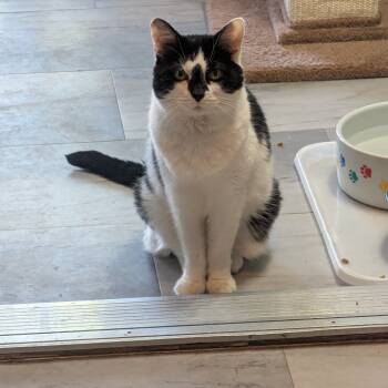 Rescue Domestic Short Hair Cats for Adoption in Mckean, Pennsylvania - Peeve | PetCurious